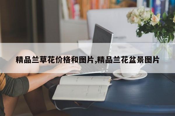 精品兰草花价格和图片,精品兰花盆景图片
