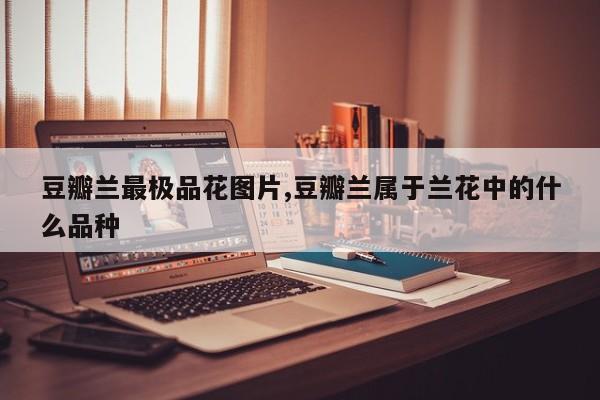 豆瓣兰最极品花图片,豆瓣兰属于兰花中的什么品种